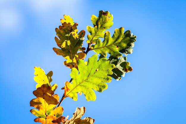 Foto vista a basso angolo delle foglie contro il cielo durante l'autunno