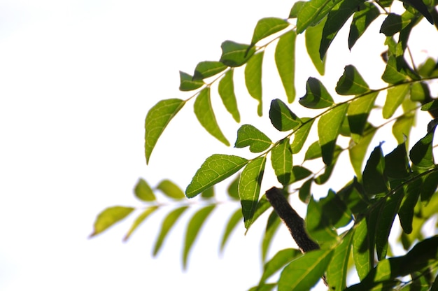 Photo low angle view of leaves against sky