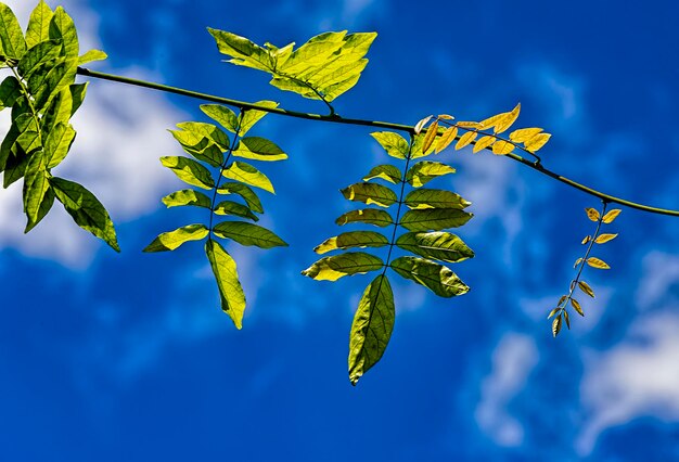 Low angle view of leaves against sky