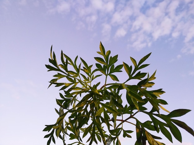 Photo low angle view of leaves against sky