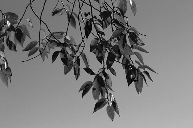 Photo low angle view of leaves against sky