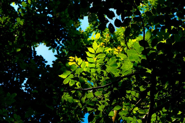 Photo low angle view of leaves against sky