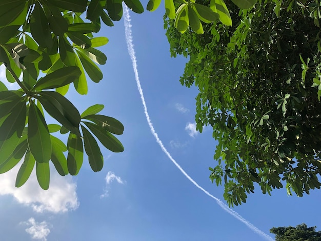 Foto vista a basso angolo delle foglie contro il cielo