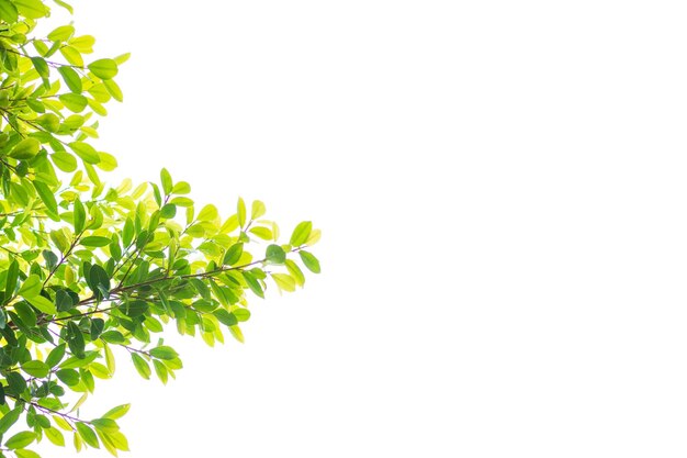 Photo low angle view of leaves against white background