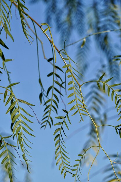 Photo low angle view of leaves on branch against sky