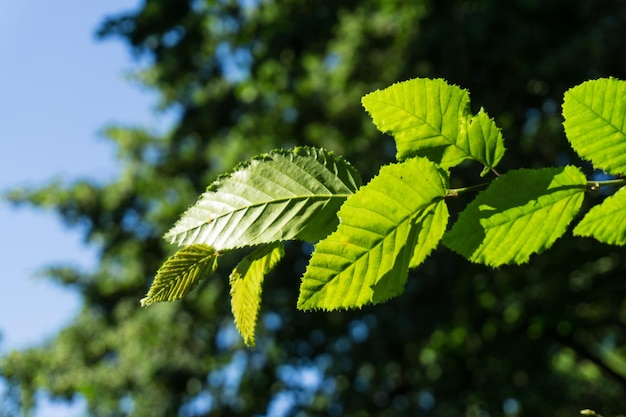 low angle view of leaves on branch