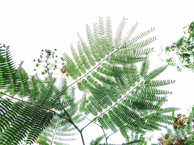 Photo low angle view of leaves growing against clear sky