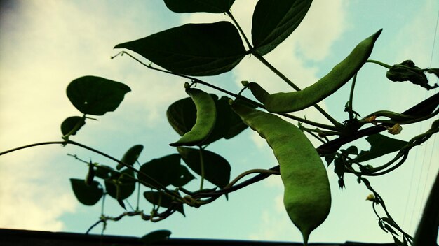 Low angle view of leaves growing on tree against sky