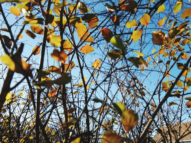 Low angle view of leaves growing on tree against sky