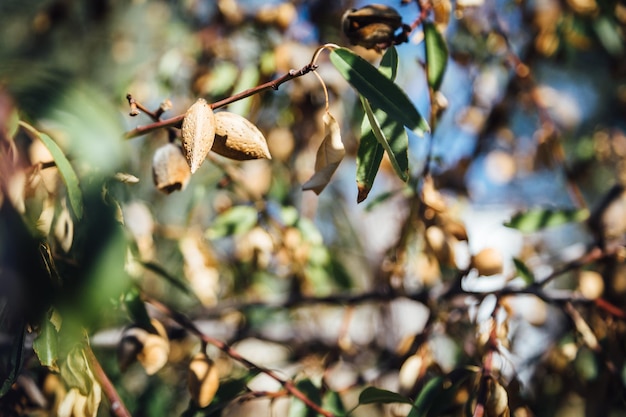 Photo low angle view of leaves growing on tree