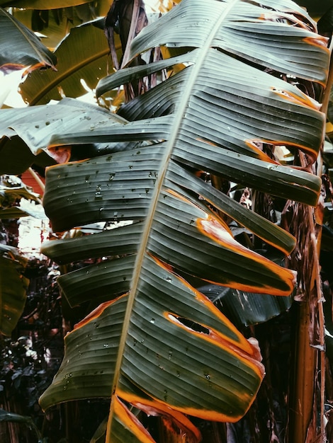 Photo low angle view of leaves on roof