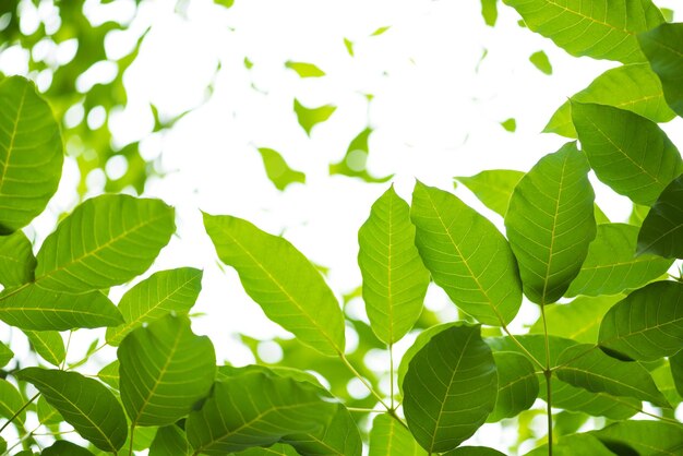 Low angle view of leaves on tree against sky