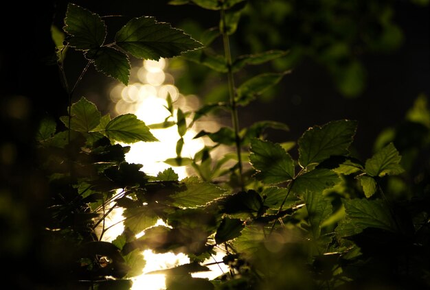 Photo low angle view of leaves on tree against sky