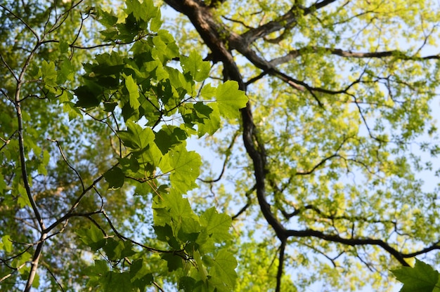 low angle view of leaves on tree branches