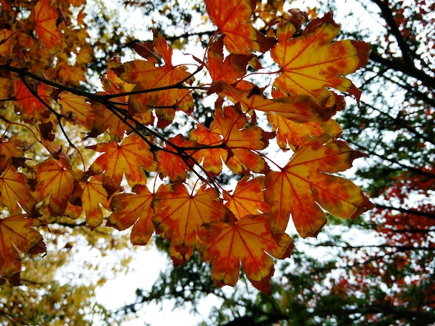 Photo low angle view of leaves on tree during autumn