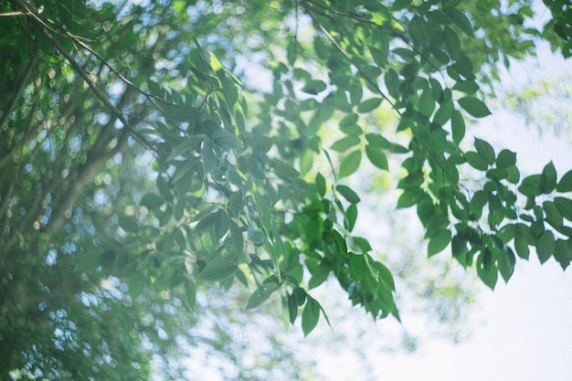 Low angle view of leaves on tree in forest