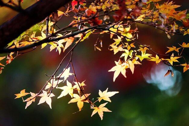 Low angle view of leaves on tree