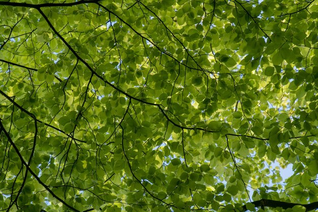 Foto vista ad angolo basso delle foglie sull'albero