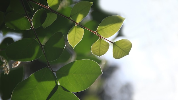 Low angle view of leaves on tree