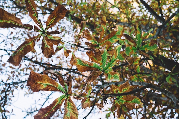 Low angle view of leaves on tree