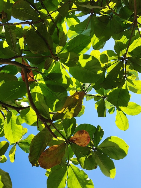 Photo low angle view of leaves on tree