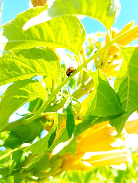 Low angle view of leaves