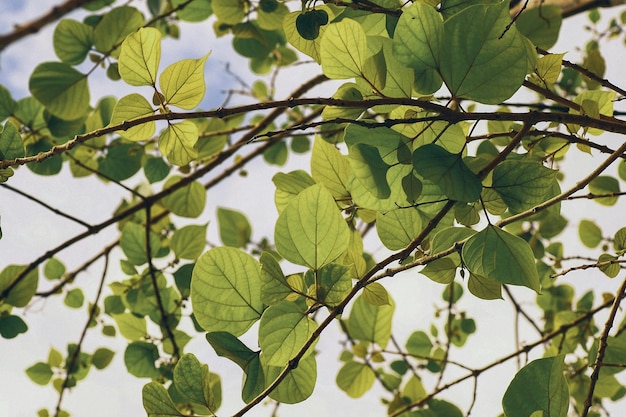 low angle view of leaves