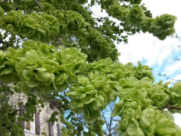 Photo low angle view of leaves