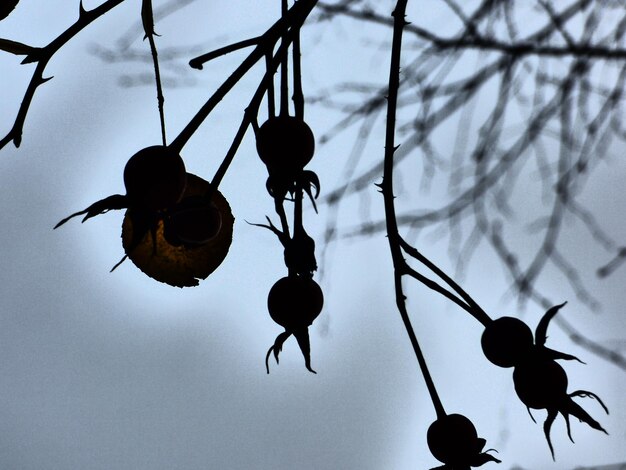 Photo low angle view of leaves