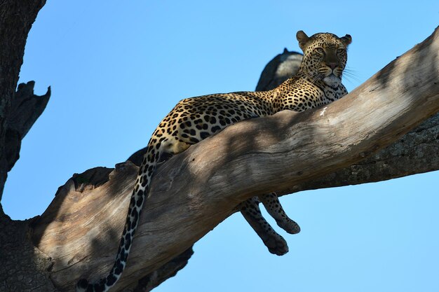 Photo low angle view of leopard in a tree