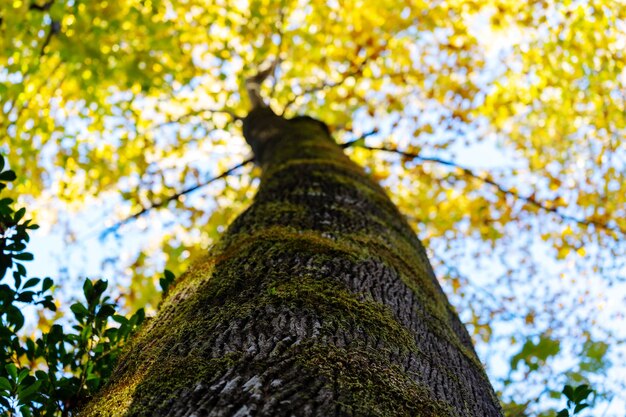 Low angle view of lichen on tree against sky