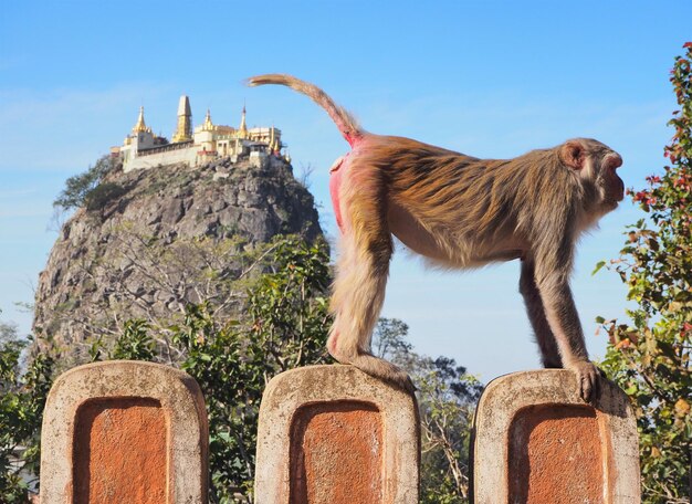 Low angle view of a lion