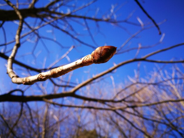 Low angle view of lizard on branch