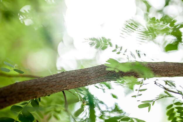 Low angle view of lizard on branch