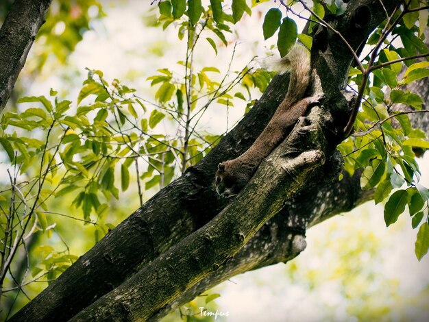 Low angle view of lizard on tree