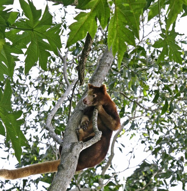 Photo low angle view of lizard on tree