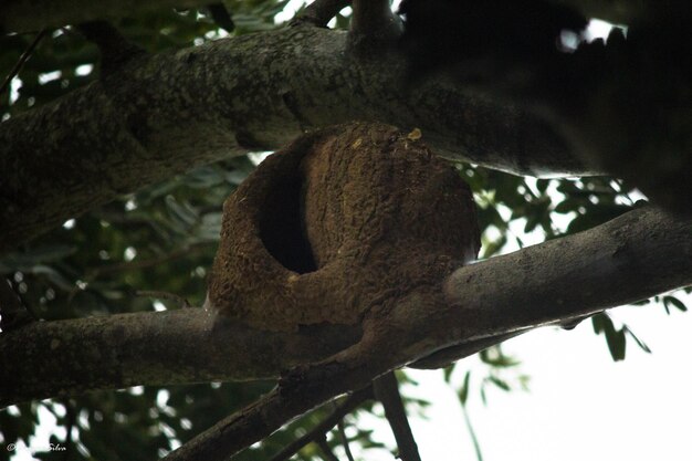 Low angle view of lizard on tree