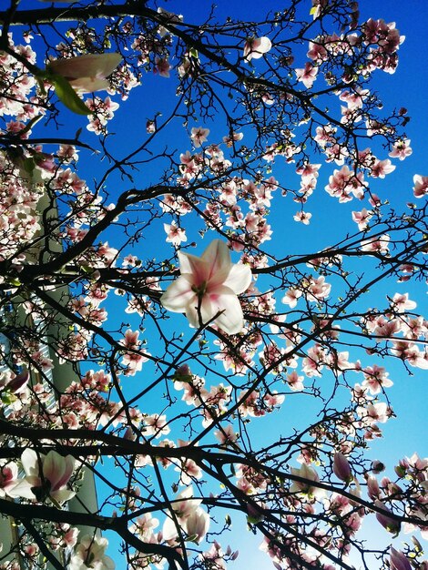 Low angle view of magnolia blossoms against clear blue sky