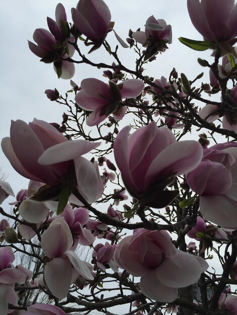 Foto vista a bassa angolazione dei fiori di magnolia che fioriscono sull'albero