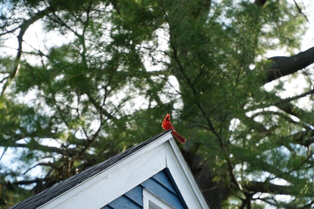 Low angle view of male red cardinal perching on house infront of tree