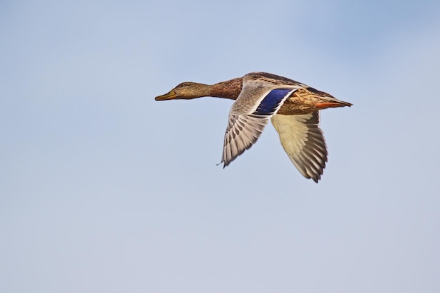 Photo low angle view of mallard duck flying against clear sky