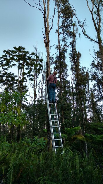 Photo low angle view of man standing on ladder in forest