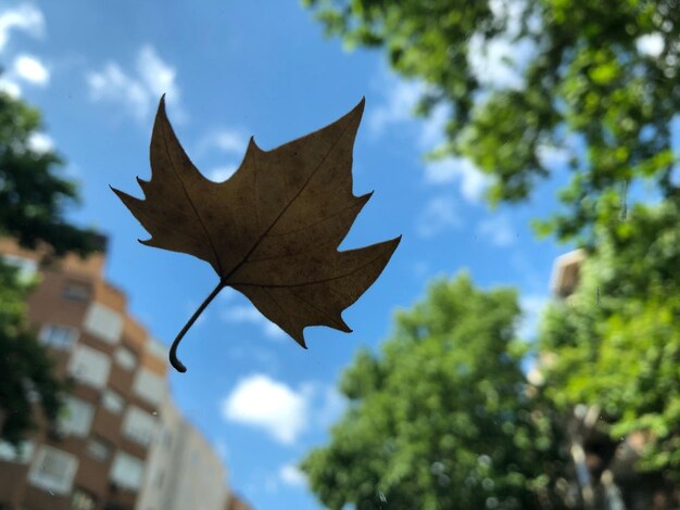 Photo low angle view of maple leaf against sky