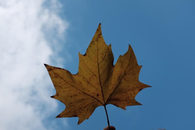 Low angle view of maple leaf against sky