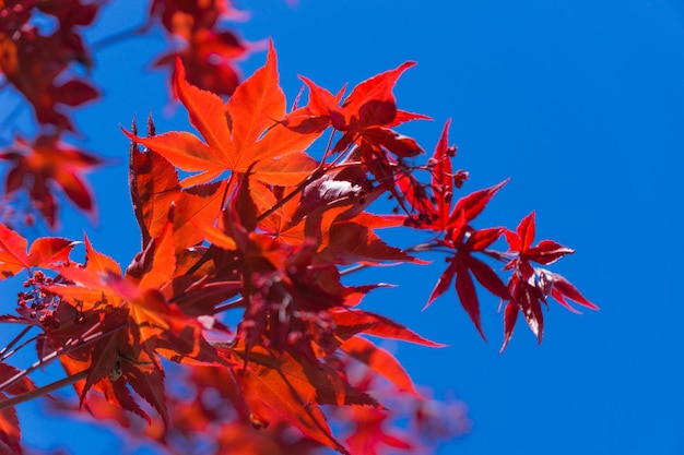 Photo low angle view of maple leaves against blue sky