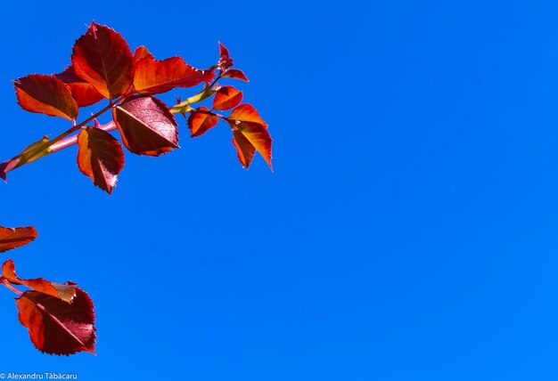 Low angle view of maple leaves against clear blue sky