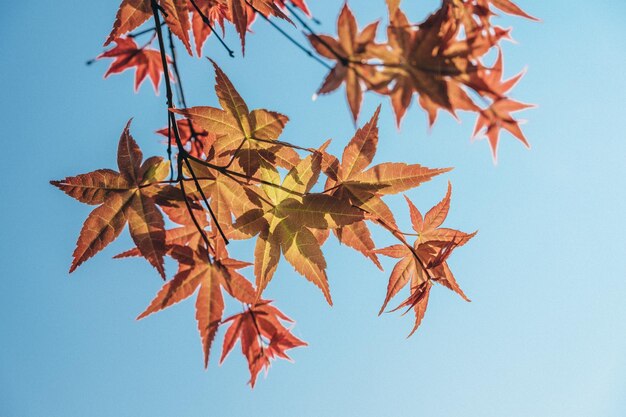 Photo low angle view of maple leaves against sky