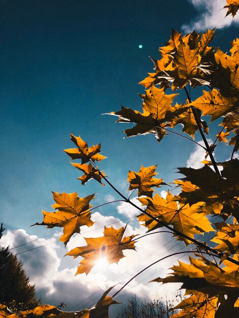 Low angle view of maple leaves against sky