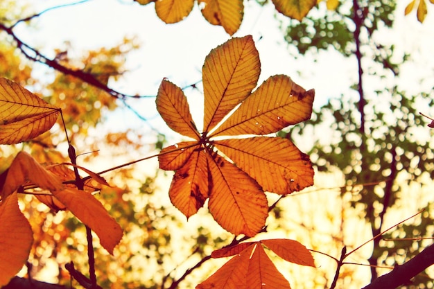 Low angle view of maple leaves against sky