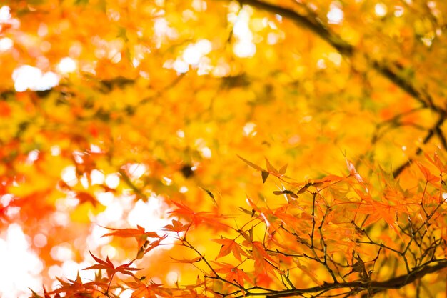 Low angle view of maple leaves on tree during autumn